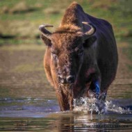 judo valbonne bison